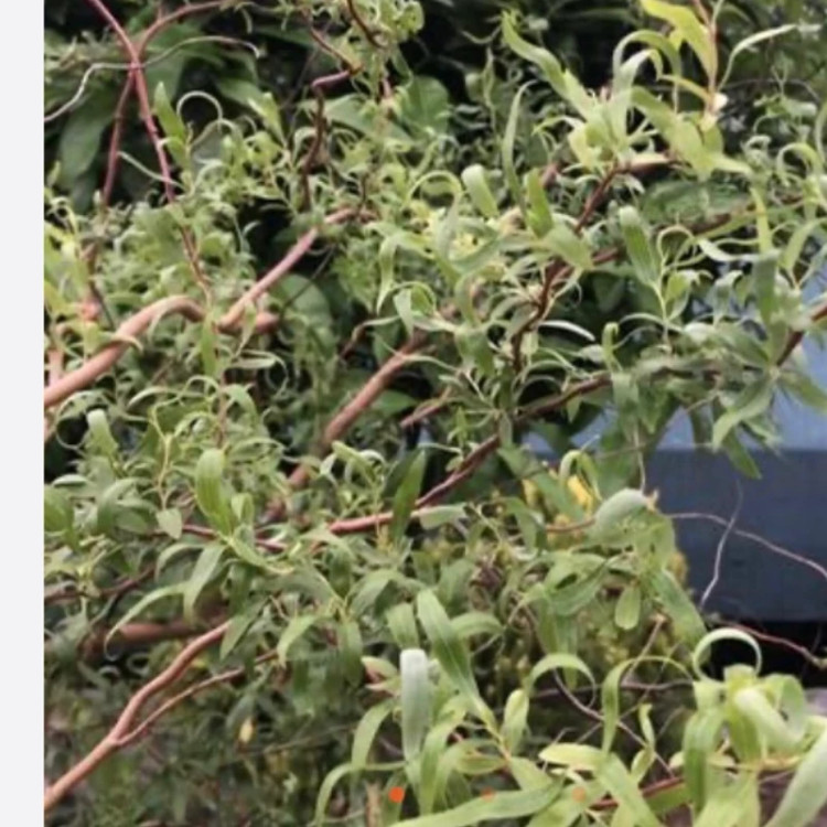 بید فری زینتی