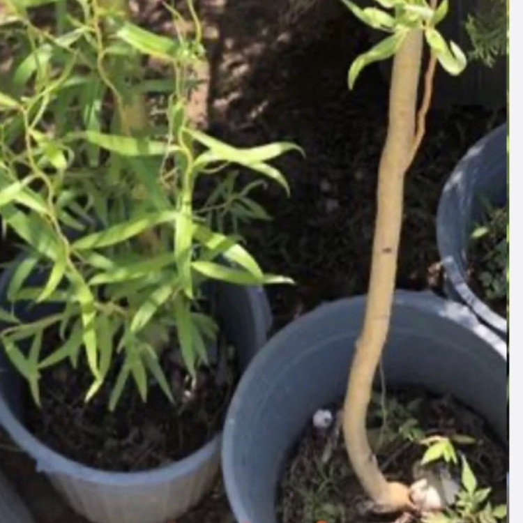 نهال بید فری