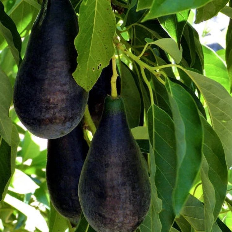 نهال آووکادو بنفش نهالی خاص