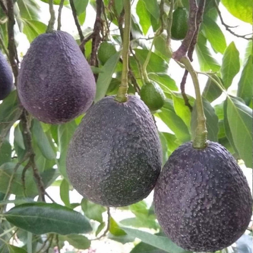 نهال آووکادو بنفش پیوندی