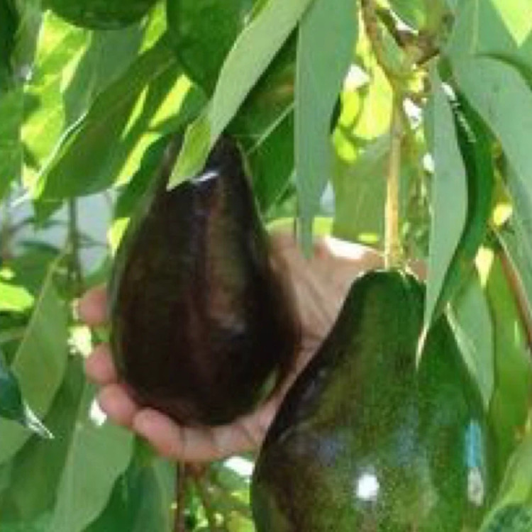 نهال آووکادو پیوندی