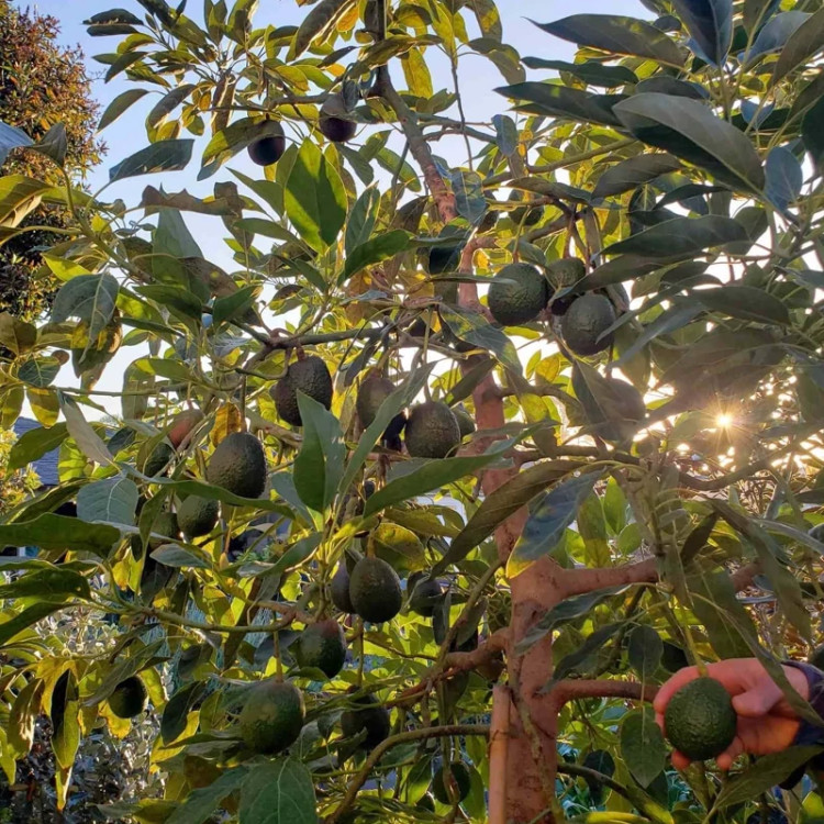 نهال آووکادو پرفروش