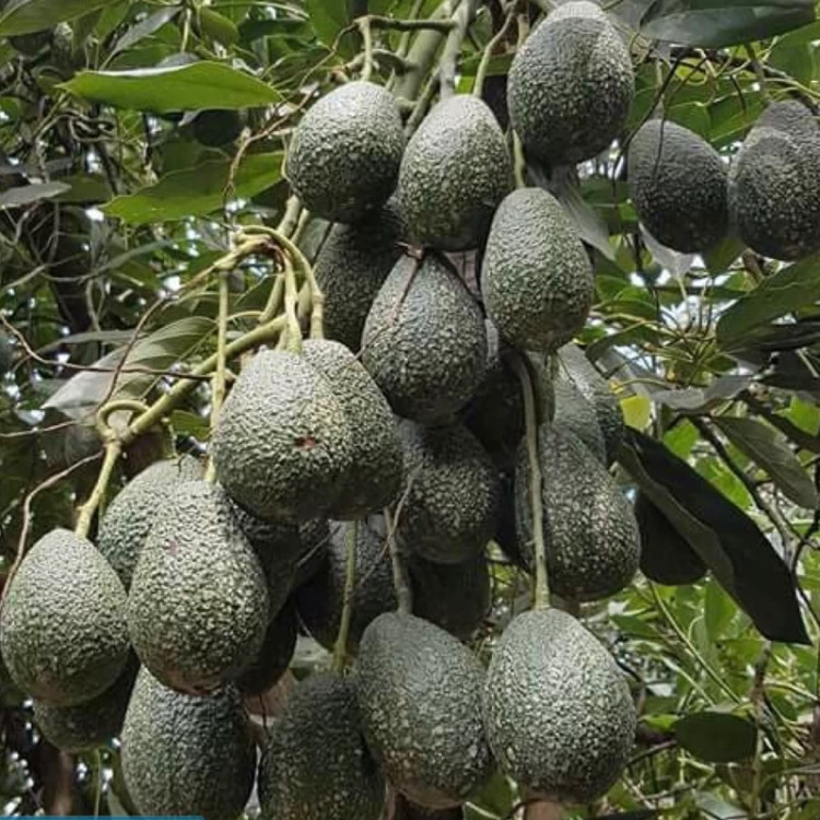 نهال آووکادو پرطرفدار و خاص