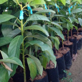 نهال آووکادو پیوندی و گلدانی