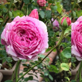 گل رز صورتی آذرنهال سبز