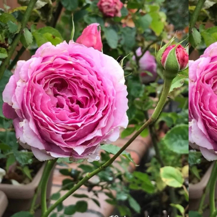 گل رز صورتی آذرنهال سبز