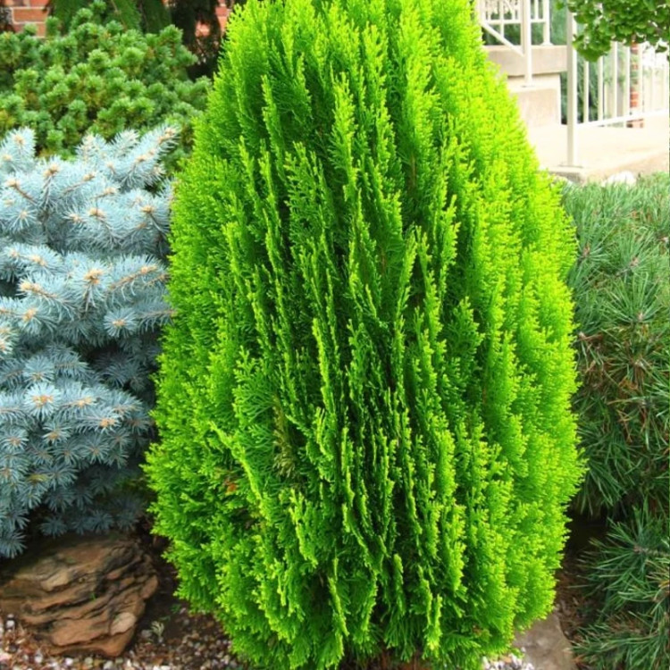 کاج لاوسون گلدانی