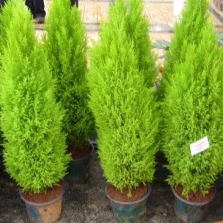 کاج لاوسون طلایی چند ساله