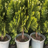 کاج لاوسون دکوری