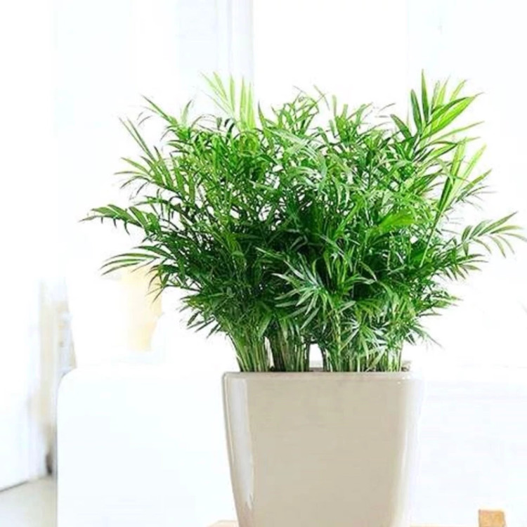 نهال نخل اریکا گلدانی