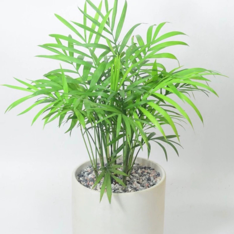 نخل اریکا دکوری