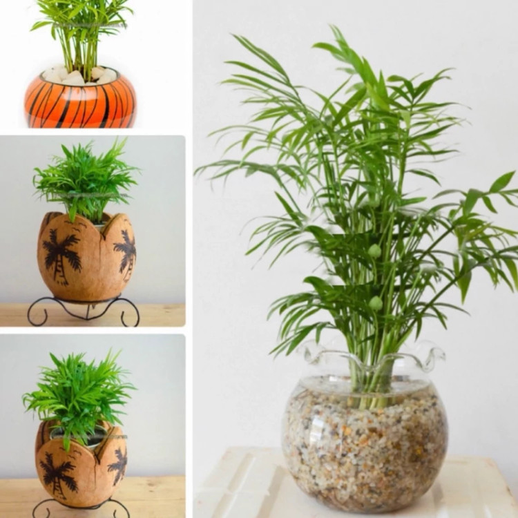 نخل اریکا خانگی