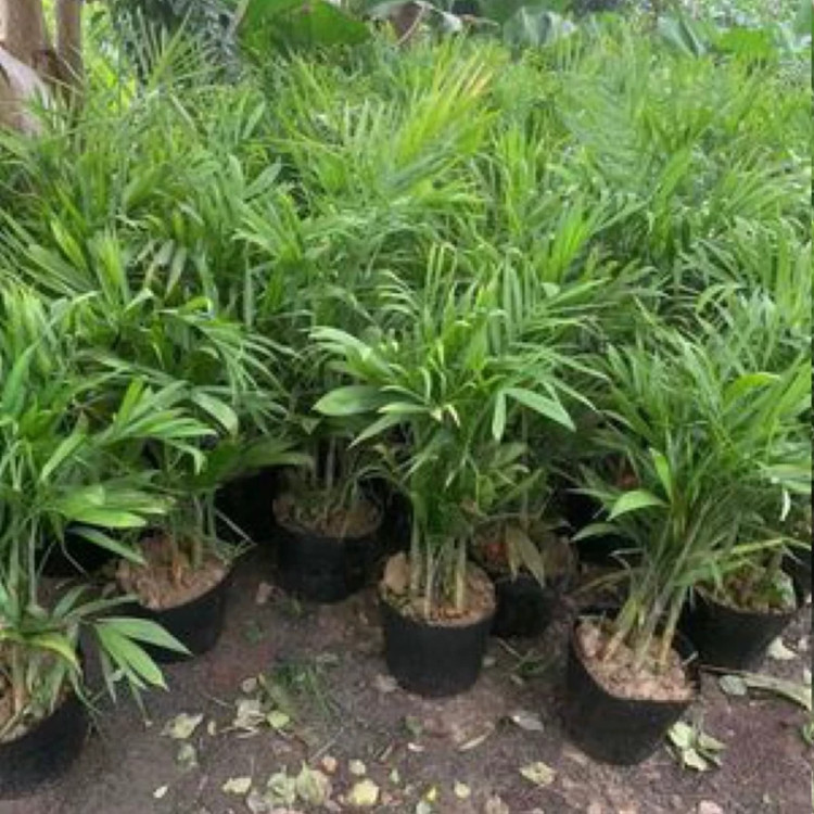 نخل اریکا زیبا و مقاوم