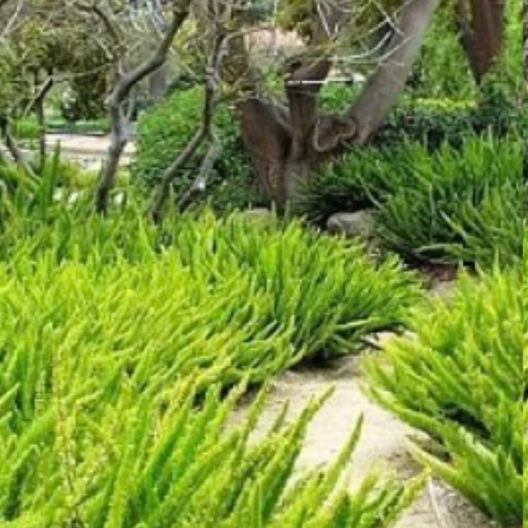 نهال دم روباهی خاص