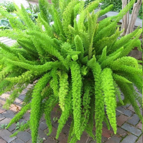 نهال دم روباهی زینتی