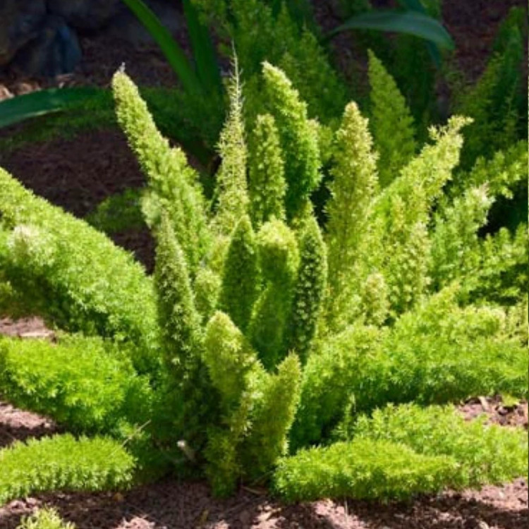 نهال دم روباهی زیبا