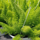 نهال دم روباهی در آذرنهال سبز