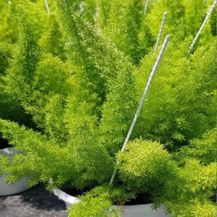 نهال دم روباهی در آذرنهال سبز