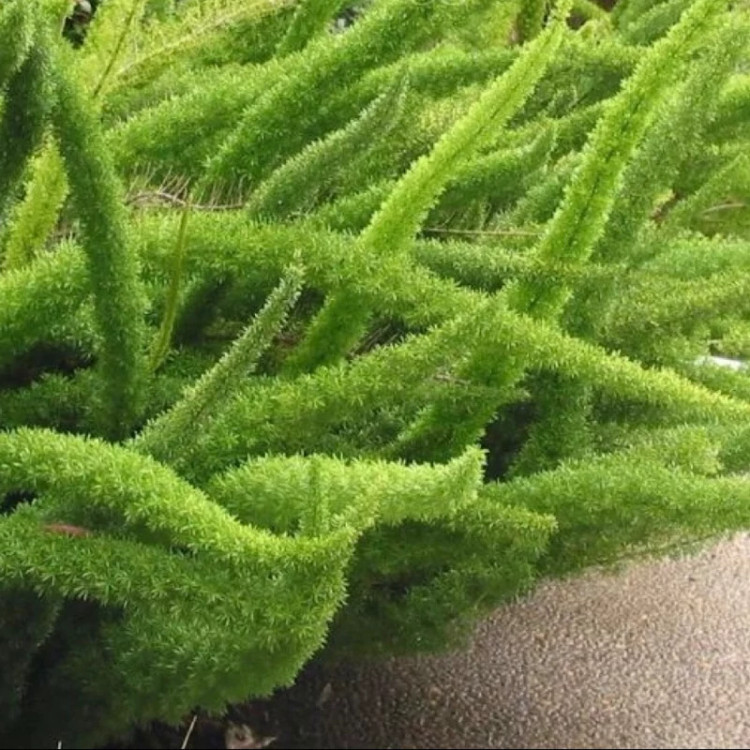 نهال دم روباهی پر طرفدار