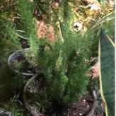 نهال دم روباهی تحویل درب منزل