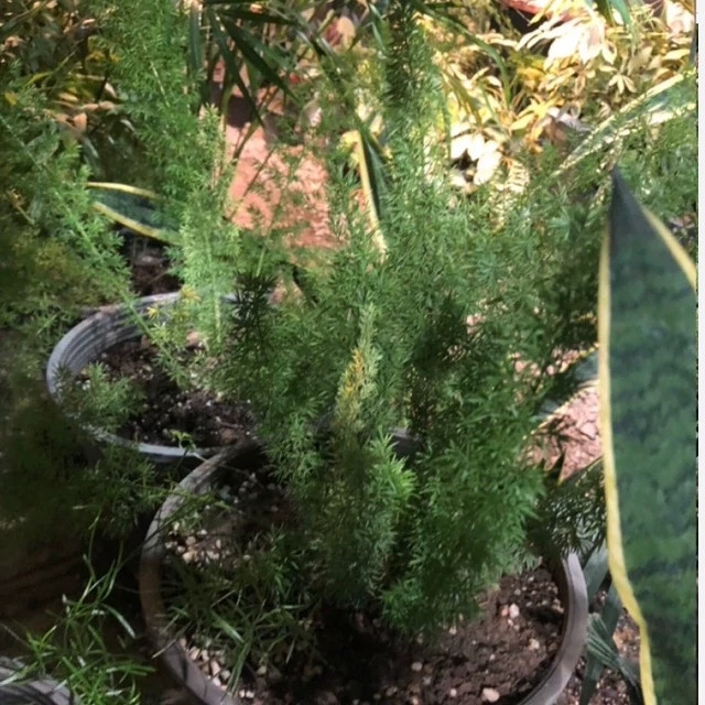 نهال دم روباهی تحویل درب منزل