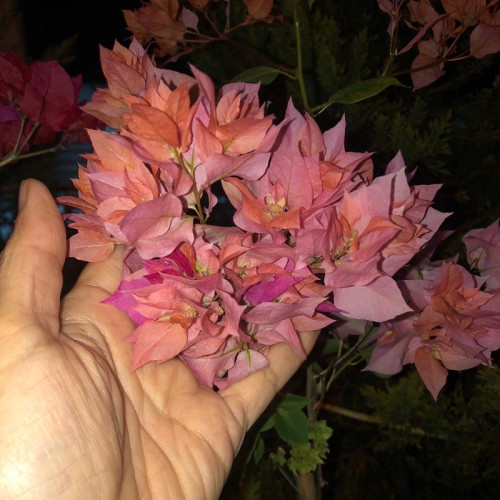 گل کاغذی زیبا