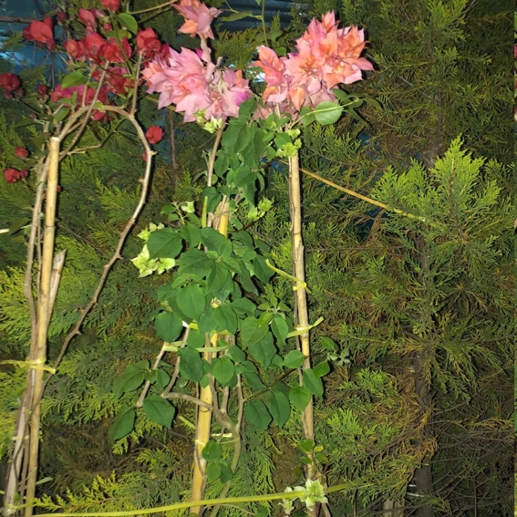 پر فروش ترین گل!کاغذی!