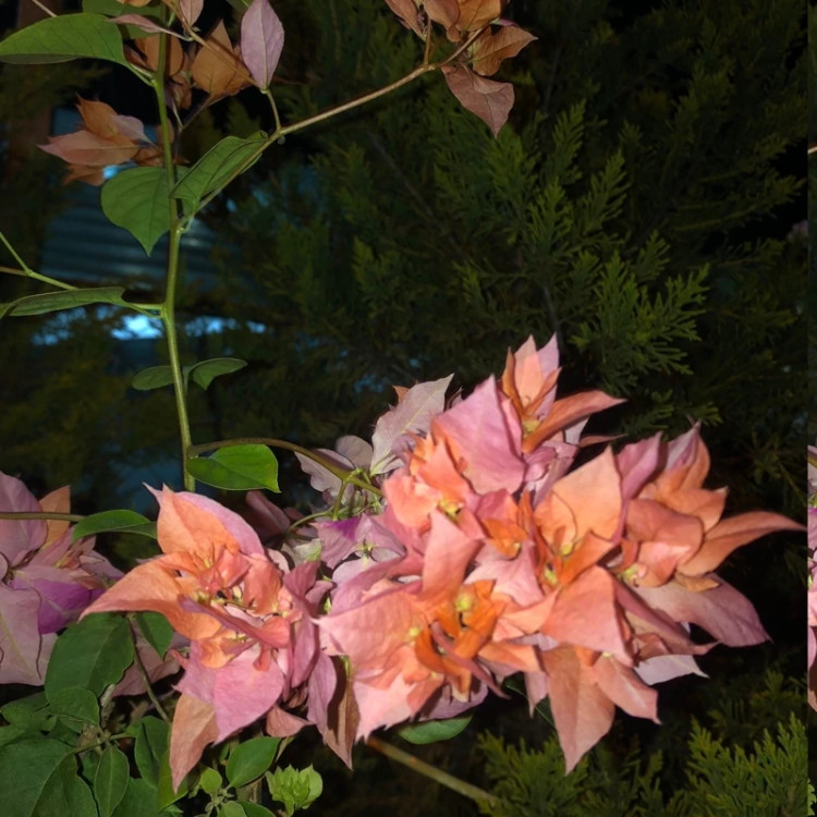 گل کاغذی سایز بزرگ