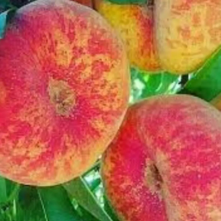 نهال هلو پرفروش