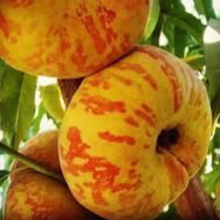 نهال هلو زودرس