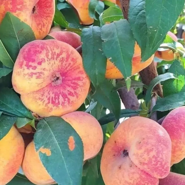 نهال هلو خاص و پر طرفدار