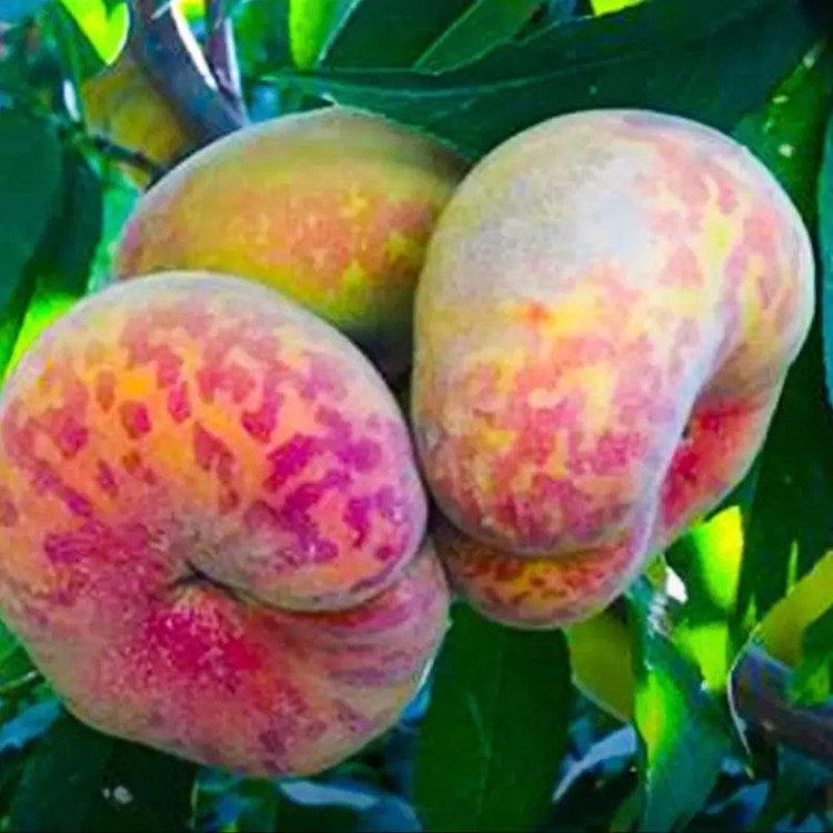 نهال هلو پلنگی