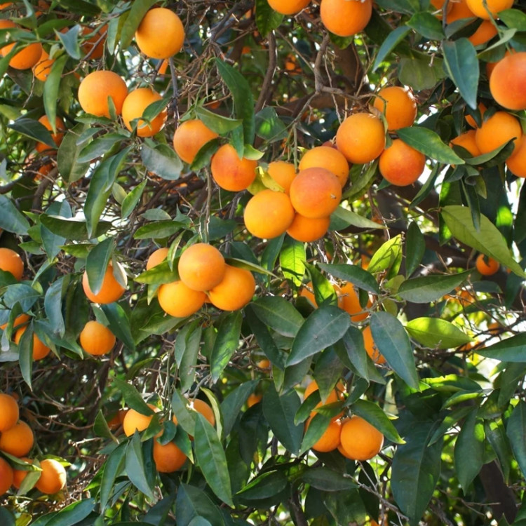 نهال پرتقال تو سرخ