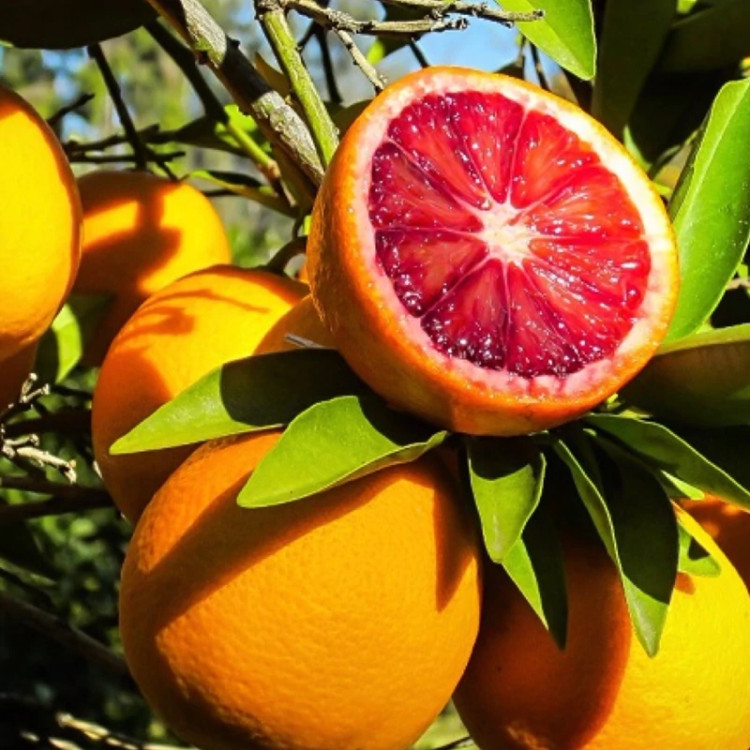 نهال پرتقال خونی