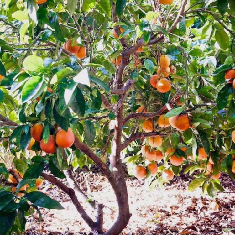 نهال پرتقال مقاوم و پربار