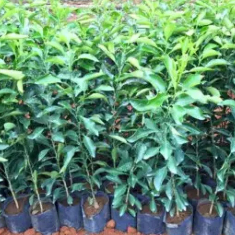 نهال پرتقال گلدانی و تو سرخ