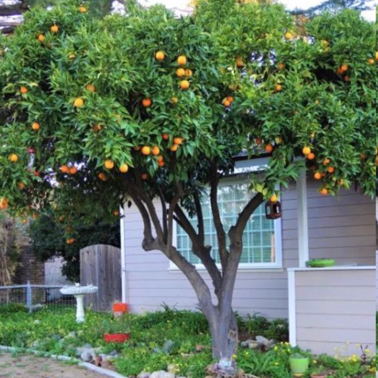 نهال پرتقال آذرنهال سبز