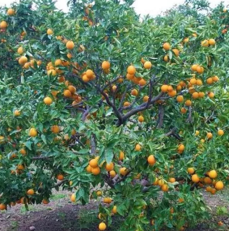 نهال پرتقال مخصوص