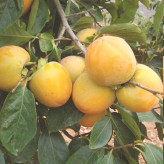 نهال خرمالو سیبی