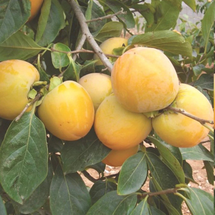 نهال خرمالو سیبی