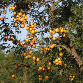 نهال خرمالو با میوه های شیرین