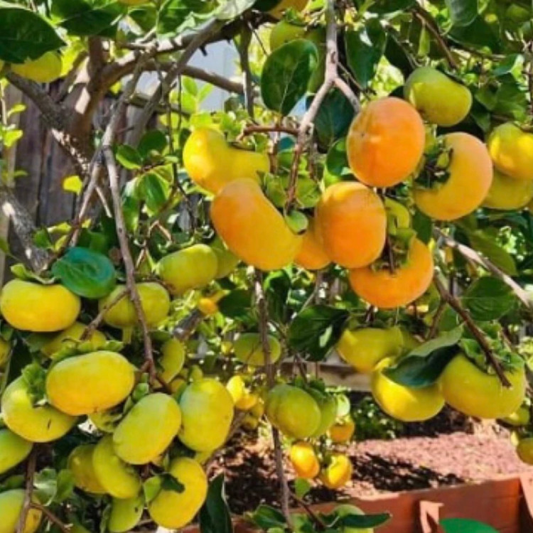 نهال خرمالو مقاوم