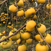 نهال مقاوم و پربار