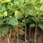 نهال گوجه درختی اما شیرین!