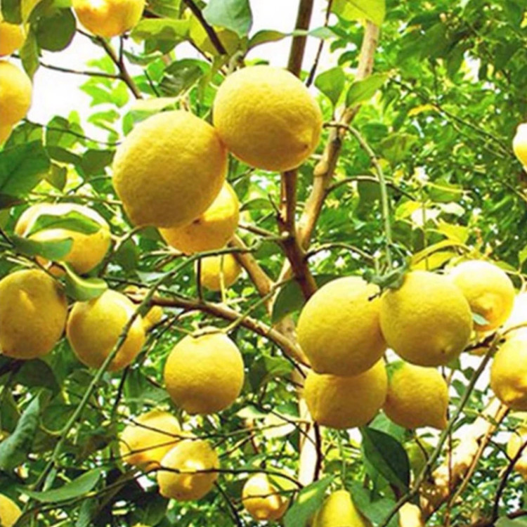 نهال لیمو شیرین