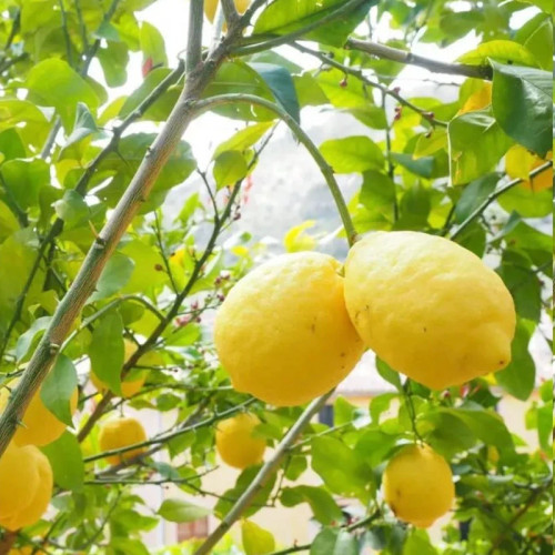 نهال لیمو شیرین خاص و کمیاب