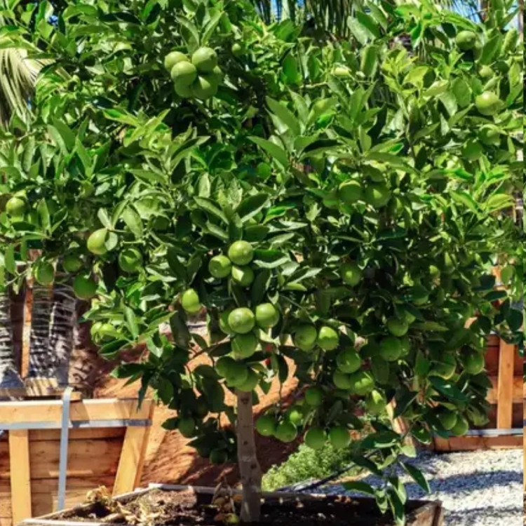 نهال لیمو شیرین خوش عطر