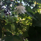 نهال پشن فروت زیبایی در درخت