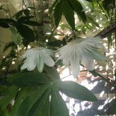 نهال پشن فروت