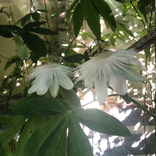 نهال پشن فروت